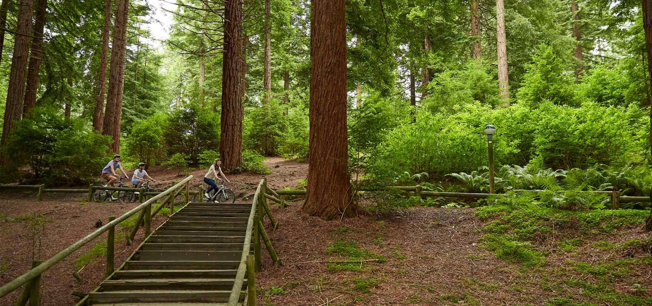 A family cycling through the forest.